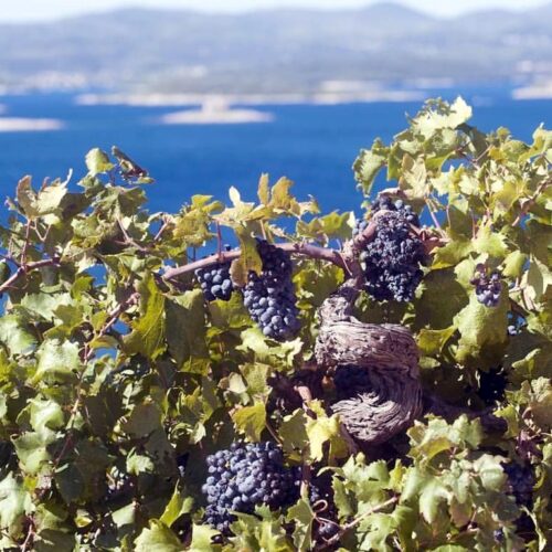 Plavac Mali, an autochthonous Croatian red grape