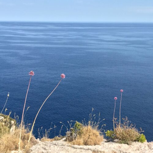 Wild Garlic Flowers growing on the rocks near the Sea