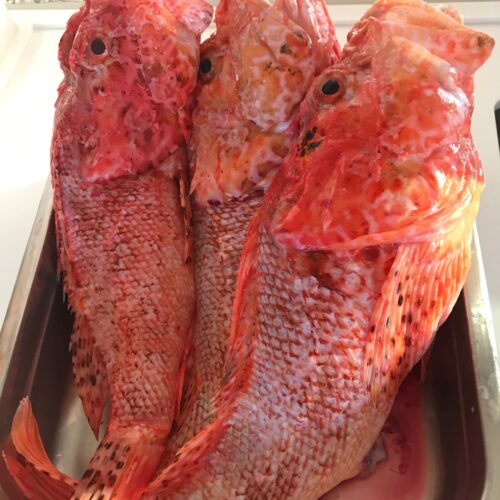 Fresh Red scorpionfish